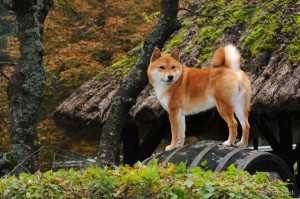 13820-shiba-inu-cachorro-parece-uma-raposa-e-articles_media_mobile-1.jpg