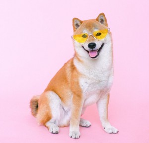 shiba-inu.jpg